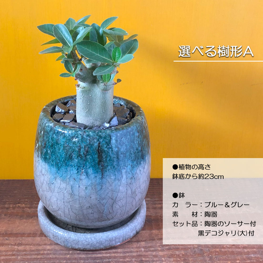 宝石のような観葉植物のお店 【Jewelry Plant】 キング アデニウム ９号 【現品】 黒セラアート鉢 受皿付 – Jewelry Plant  online