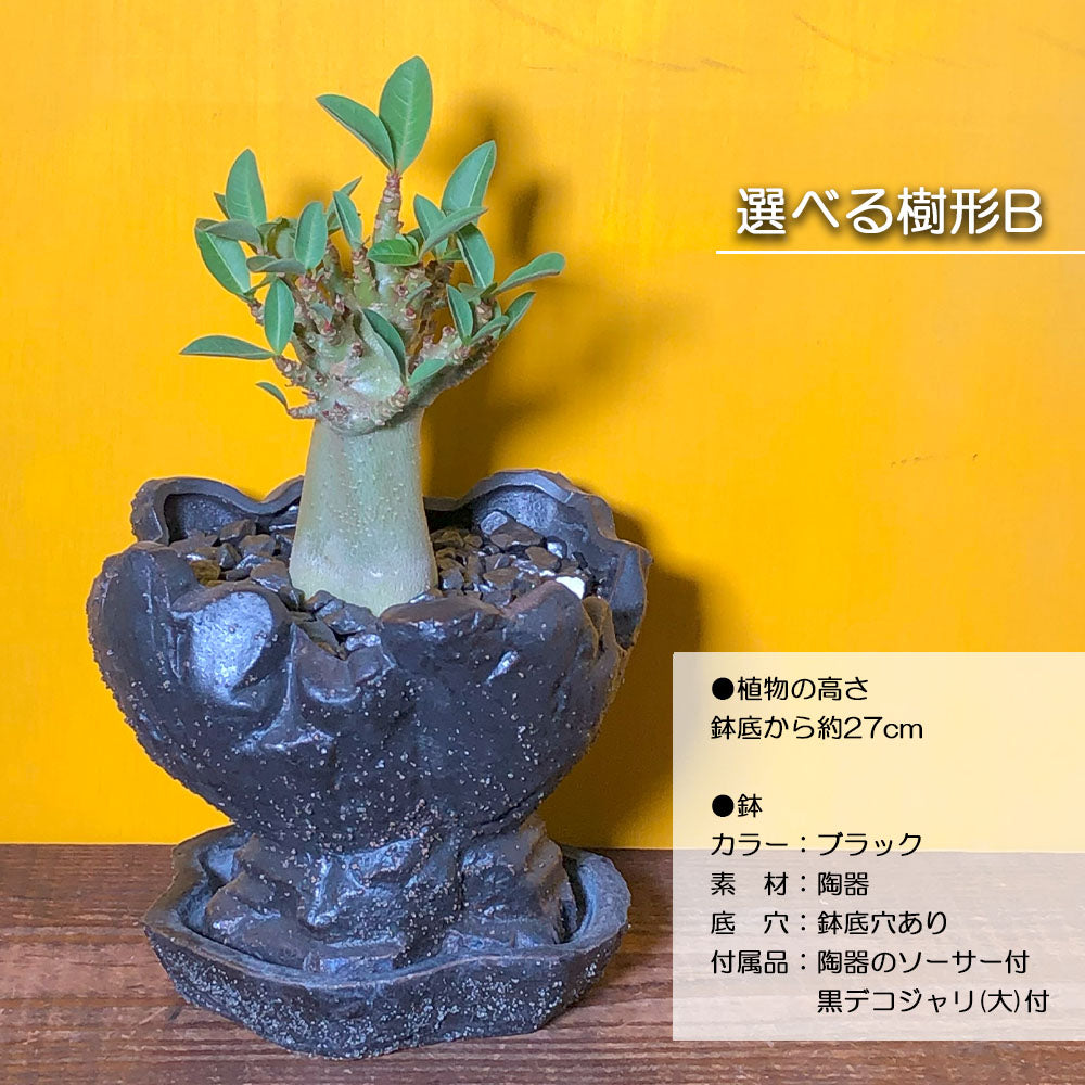 宝石のような観葉植物のお店 【Jewelry Plant】 キング アデニウム ９号 【現品】 黒セラアート鉢 受皿付 – Jewelry Plant  online