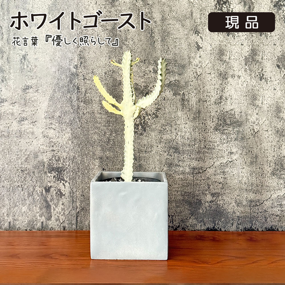 ユーフォルビア ホワイトゴースト 現品 セメント器 多肉植物 コーデックス