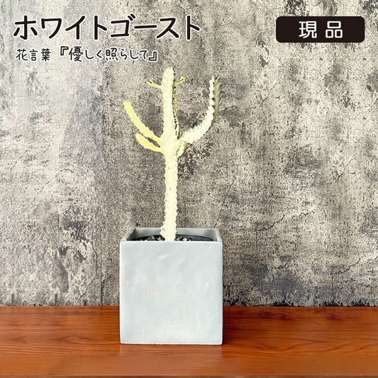 ユーフォルビア ホワイトゴースト 現品 セメント器 多肉植物 コーデックス