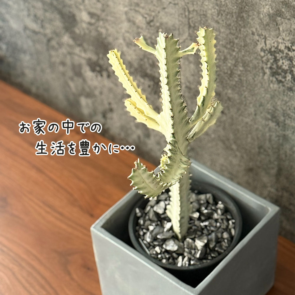 ユーフォルビア ホワイトゴースト 現品 セメント器 多肉植物 コーデックス