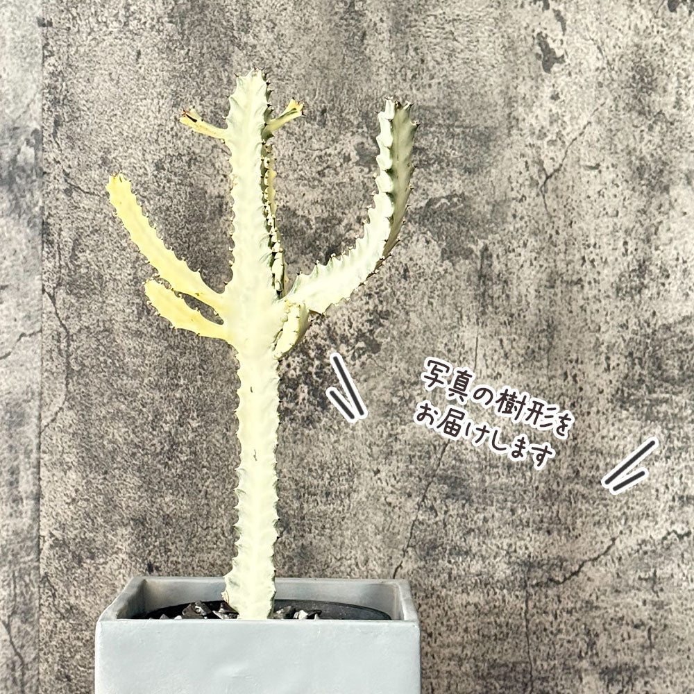ユーフォルビア ホワイトゴースト 現品 セメント器 多肉植物 コーデックス