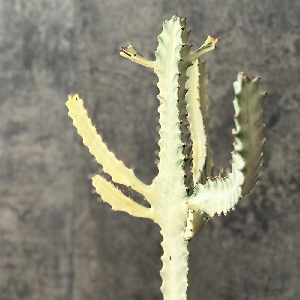 ユーフォルビア ホワイトゴースト 現品 セメント器 多肉植物 コーデックス