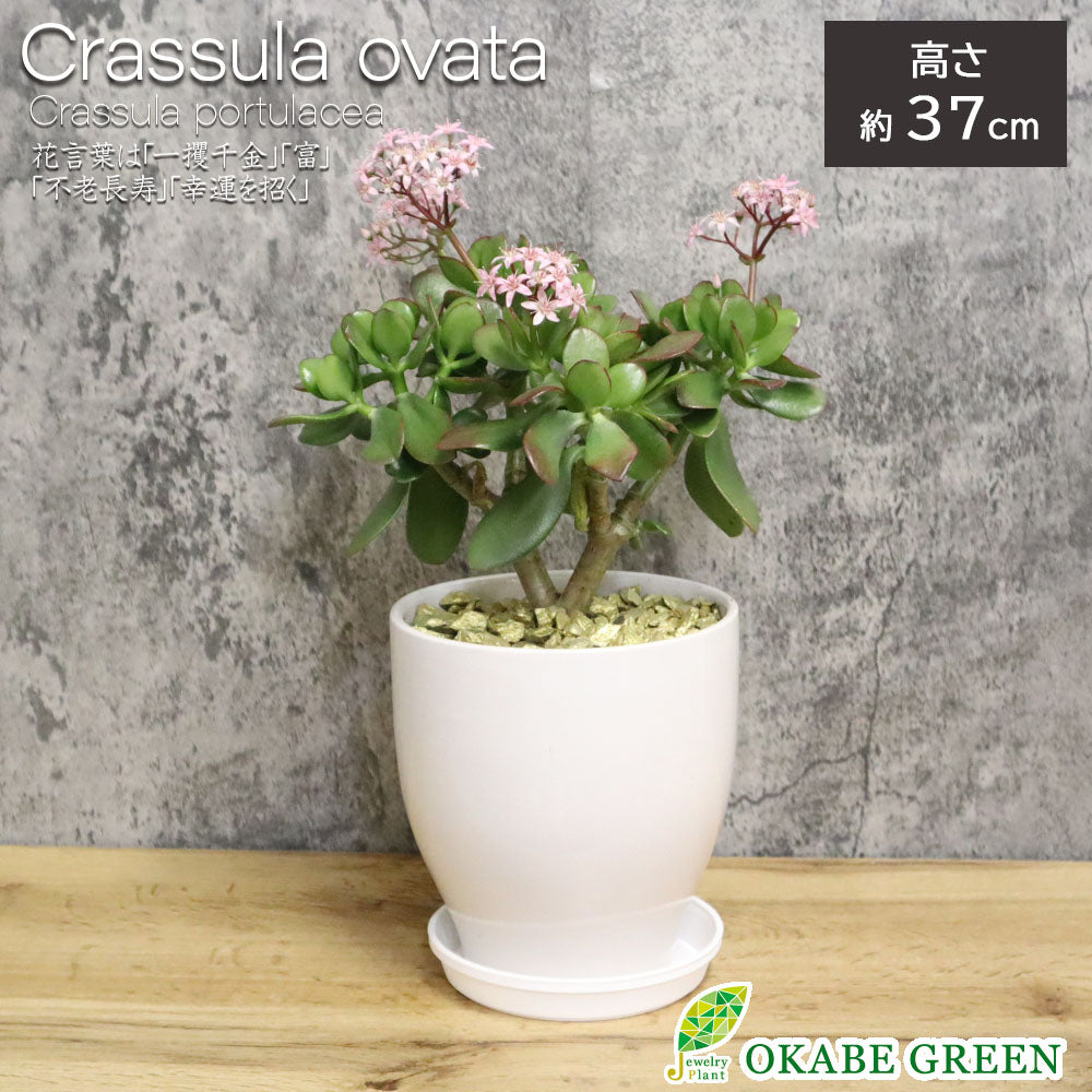 金のなる木 – Jewelry Plant online