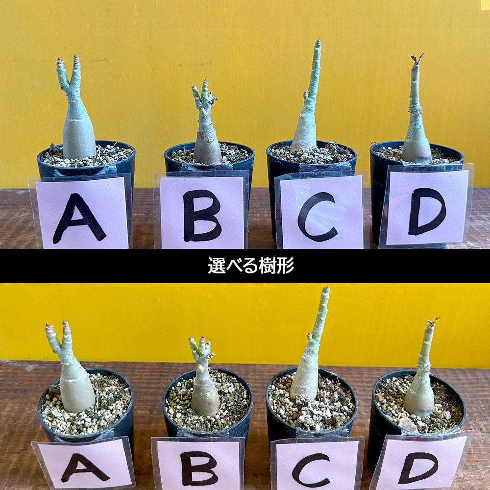 宝石のような観葉植物のお店 【Jewelry Plant】 アデニウム オベスム