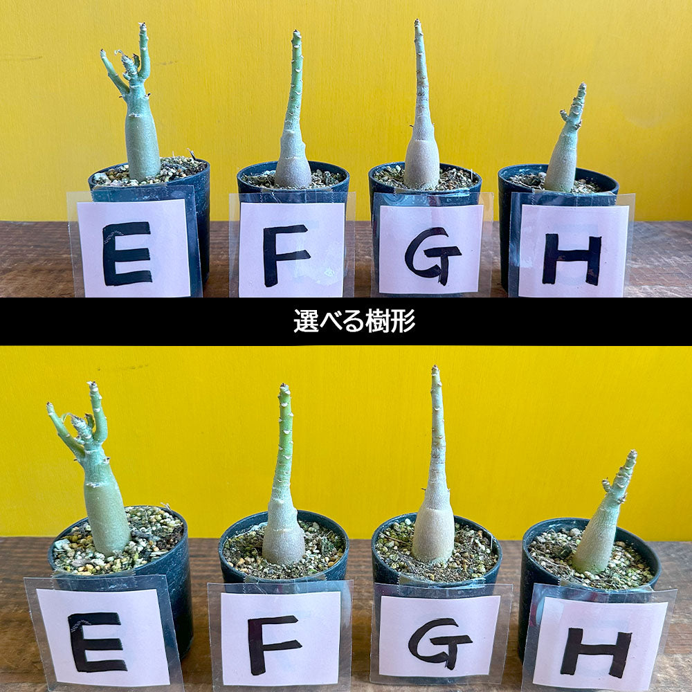 宝石のような観葉植物のお店 【Jewelry Plant】 アデニウム オベスム