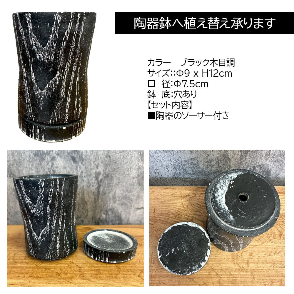 アデニウム 塊根植物 黒鉢 宝石のような観葉植物のお店 【Jewelry Plant】 アデニウム オベスム