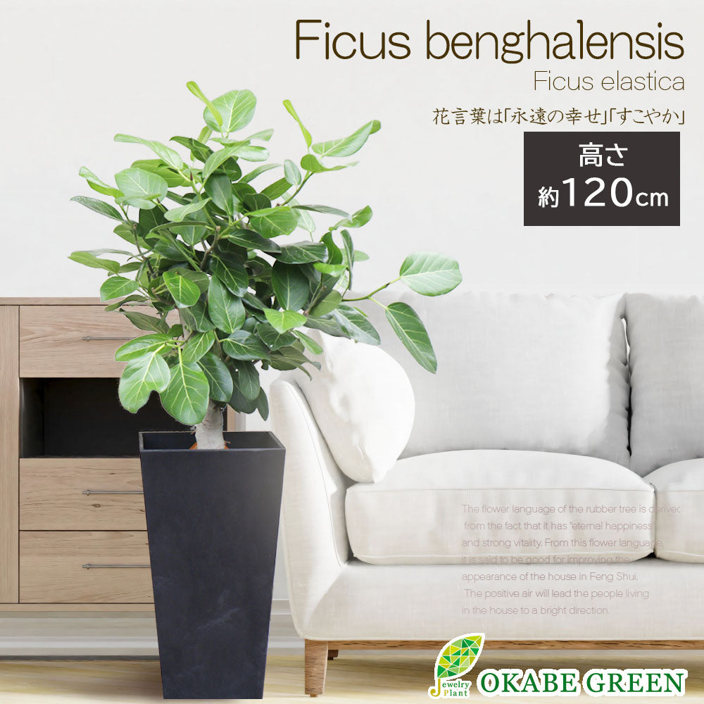 宝石のような観葉植物のお店 【Jewelry Plant】 ゴムの木