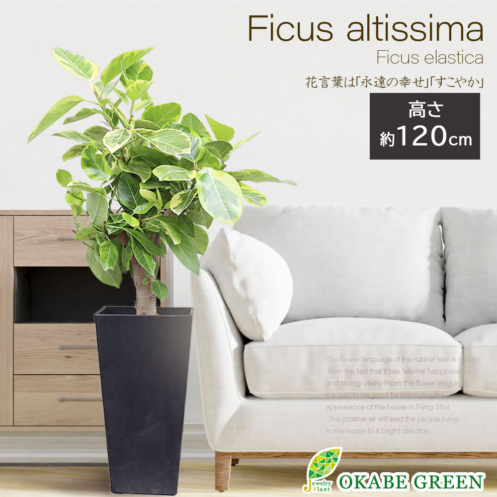 宝石のような観葉植物のお店 【Jewelry Plant】 ゴムの木 アルテシマ