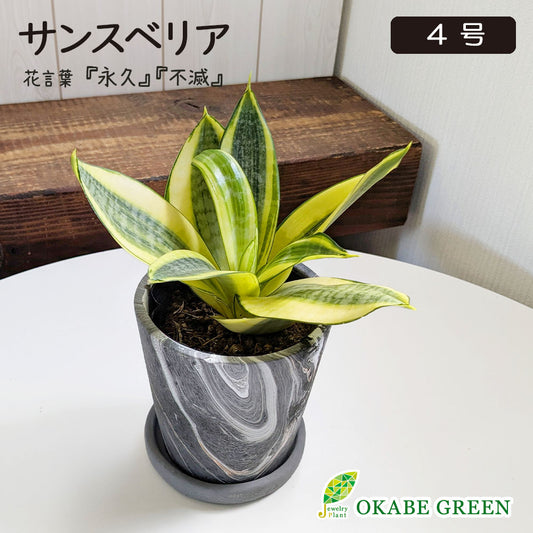 サンスベリア 4号 グレーマーブル陶器鉢 ソーサー付