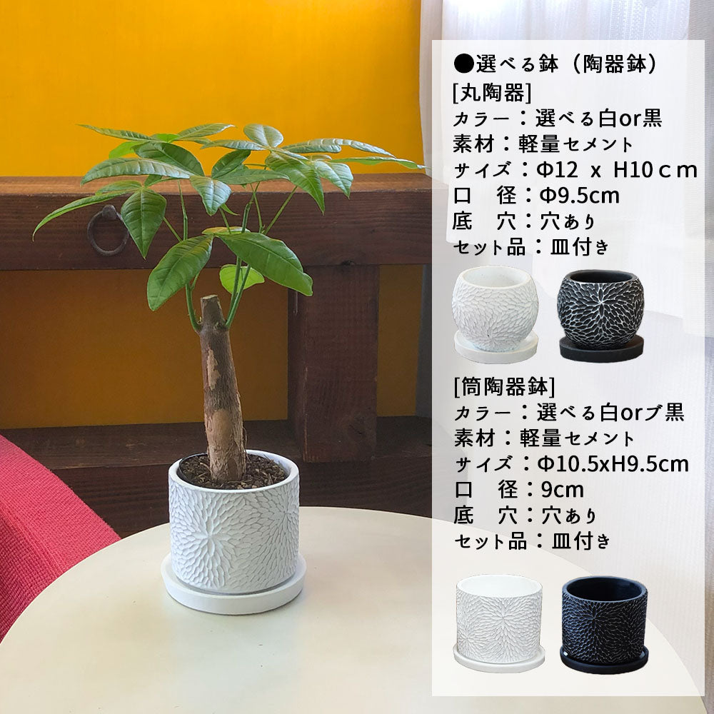 宝石のような観葉植物のお店 【Jewelry Plant】 パキラ 3.5号 選べる鉢 黒皿付 – Jewelry Plant online