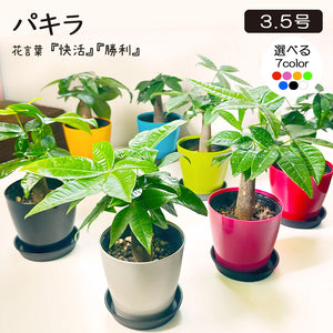 宝石のような観葉植物のお店 【Jewelry Plant】 パキラ 3.5号 選べる鉢