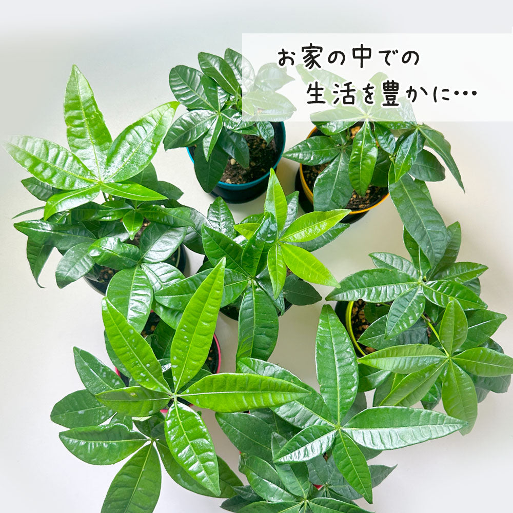 宝石のような観葉植物のお店 【Jewelry Plant】 パキラ 3.5号 宝石のような観葉植物のお店 【Jewelry Plant】 パキラ 3.5号