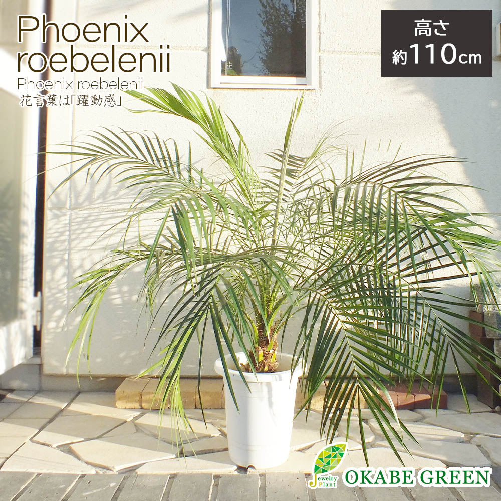 宝石のような観葉植物のお店 【Jewelry Plant】 フェニックス 