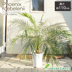 宝石のような観葉植物のお店 【Jewelry Plant】 フェニックス