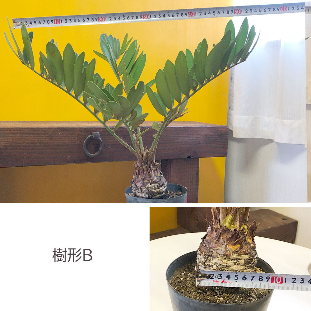 宝石のような観葉植物のお店 【Jewelry Plant】 メキシコ ソテツ ザミア フルフラケア 【現品】 選べる樹形 希少品種 選べるサイズ 5号  10号 選べる鉢 – Jewelry Plant online