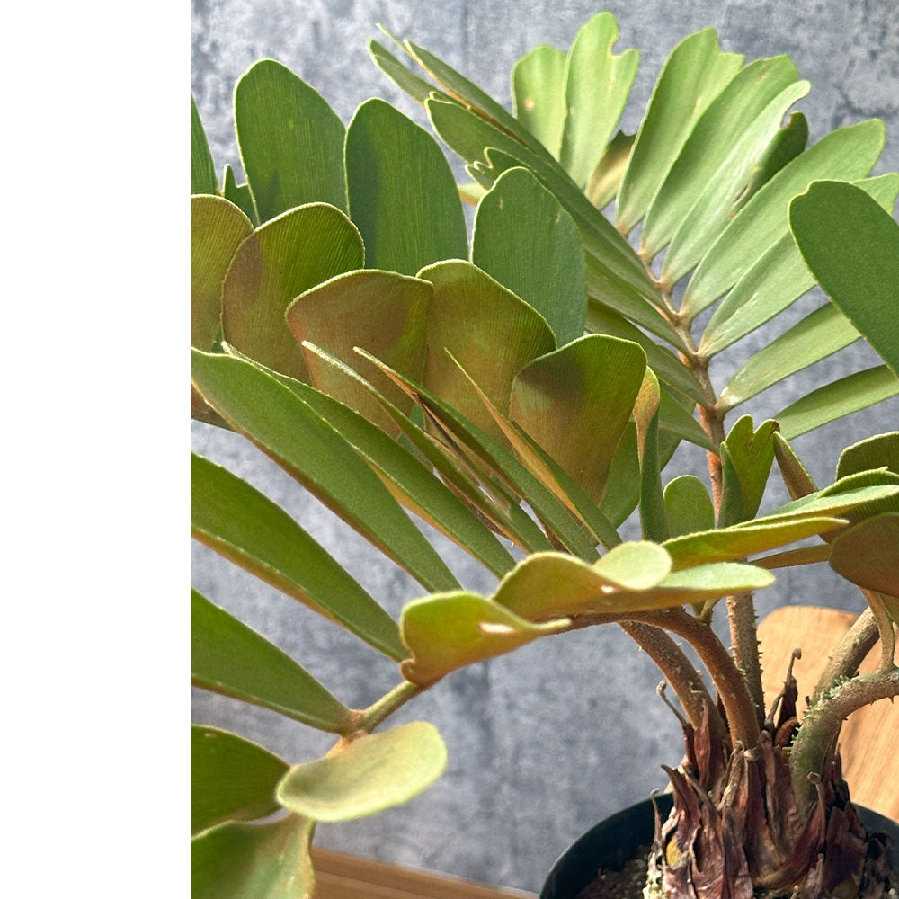 現品】観葉植物 ザミア メキシコソテツ ヒロハザミア ７号鉢 - 植物/観葉植物