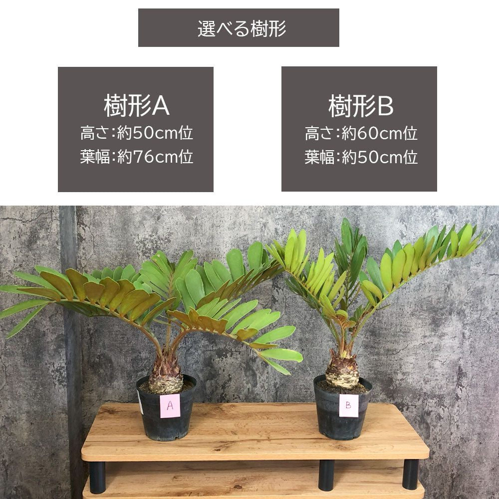 現品】観葉植物 ザミア 10号鉢 - 植物/観葉植物