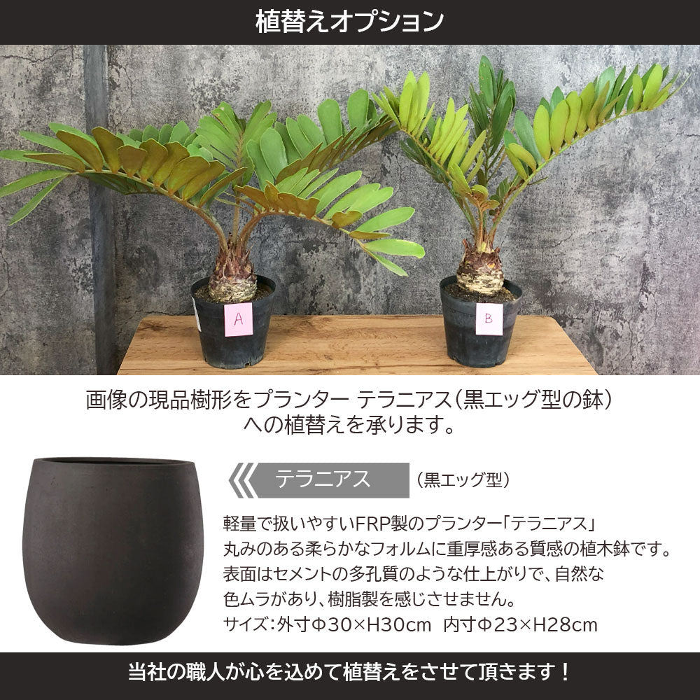 現品】観葉植物 ザミア メキシコソテツ ヒロハザミア ７号鉢 - 植物/観葉植物