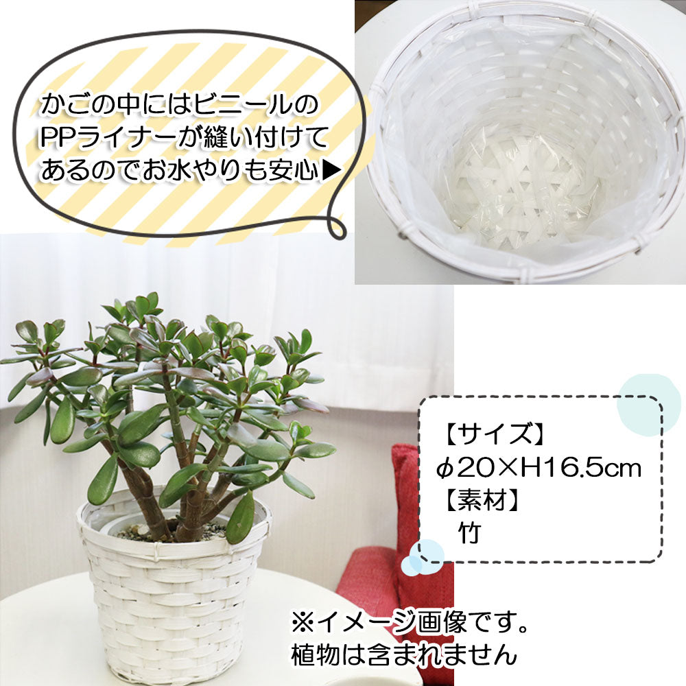 宝石のような観葉植物のお店 【Jewelry Plant】 白竹鉢カバー ５号用