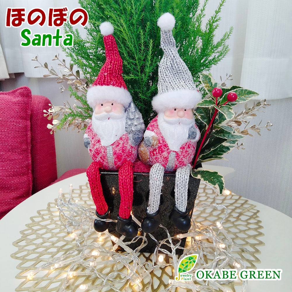 宝石のような観葉植物のお店 【Jewelry Plant】 クリスマス サンタ