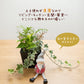 観葉植物 ハイドロカルチャー 寄せ植え ハイドロボール 土を使わない ラッピング無料 アイビー テーブルヤシ ポトス 送料無料