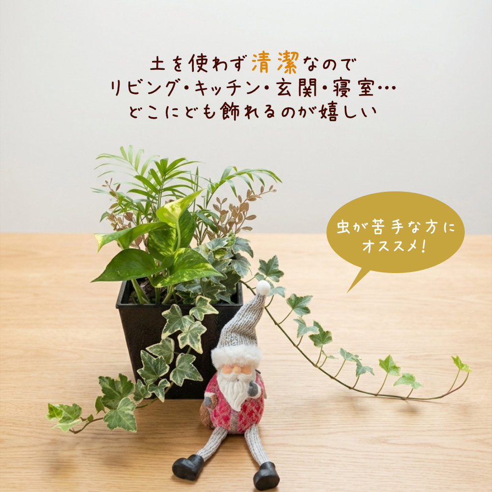 観葉植物 ハイドロカルチャー 寄せ植え ハイドロボール 土を使わない ラッピング無料 アイビー テーブルヤシ ポトス 送料無料