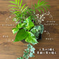 観葉植物 ハイドロカルチャー 寄せ植え ハイドロボール 土を使わない ラッピング無料 アイビー テーブルヤシ ポトス 送料無料
