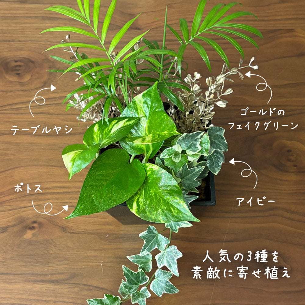 観葉植物 ハイドロカルチャー 寄せ植え ハイドロボール 土を使わない ラッピング無料 アイビー テーブルヤシ ポトス 送料無料