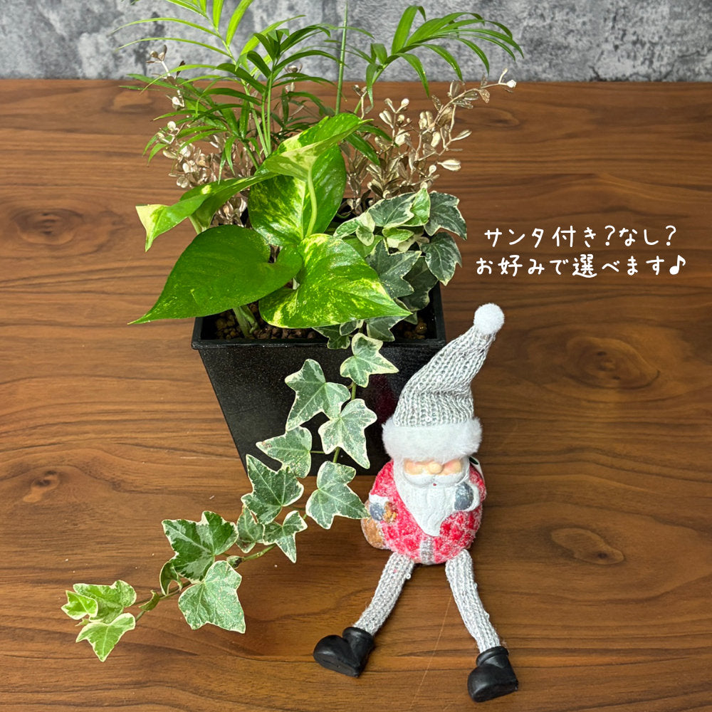 観葉植物 ハイドロカルチャー 寄せ植え ハイドロボール 土を使わない ラッピング無料 アイビー テーブルヤシ ポトス 送料無料