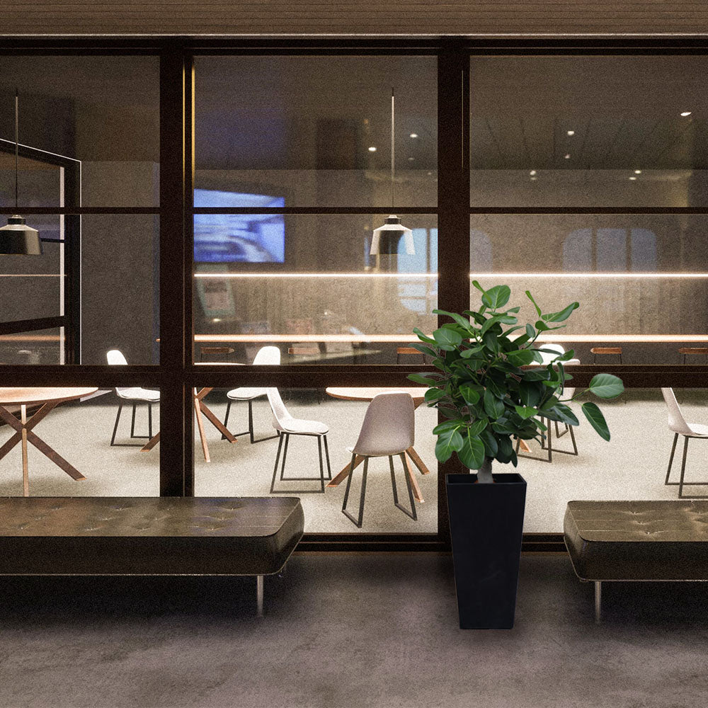 ゴムの木 ベンガレンシス 8号 【現品】 ベンガルゴム アートストーンカバー