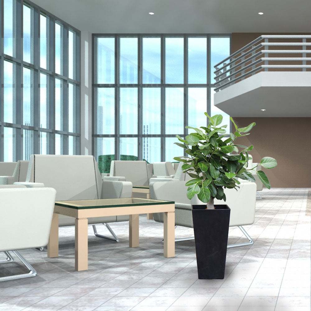 ゴムの木 ベンガレンシス 8号 【現品】 ベンガルゴム アートストーンカバー