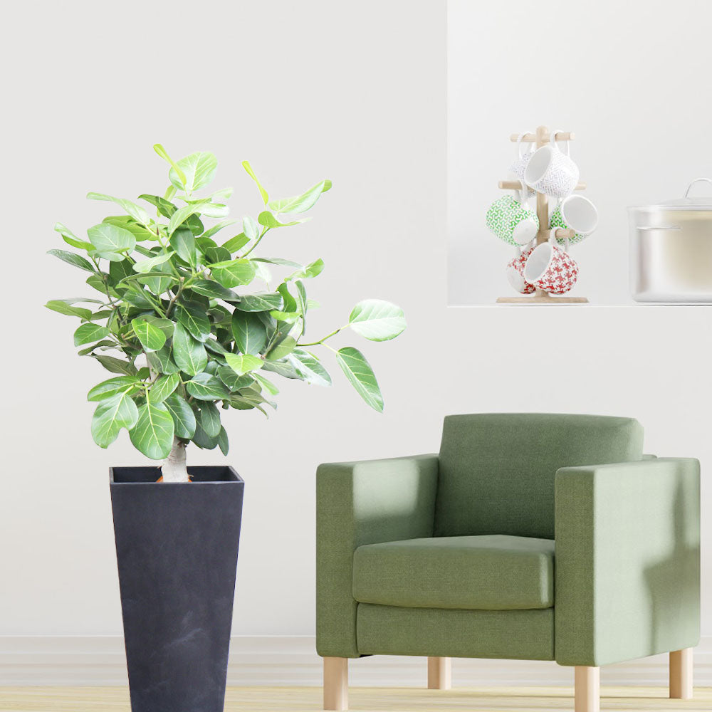 ゴムの木 ベンガレンシス 8号 【現品】 ベンガルゴム アートストーンカバー