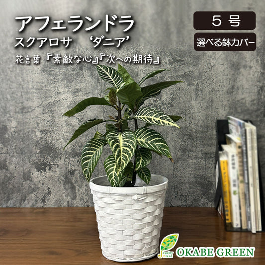アフェランドラ スクアロサ ダニア 【現品】 5号 選べる鉢カバー