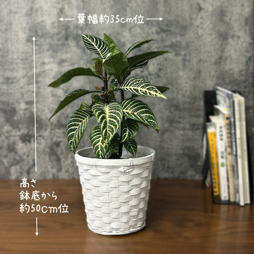 アフェランドラ スクアロサ ダニア 【現品】 5号 選べる鉢カバー
