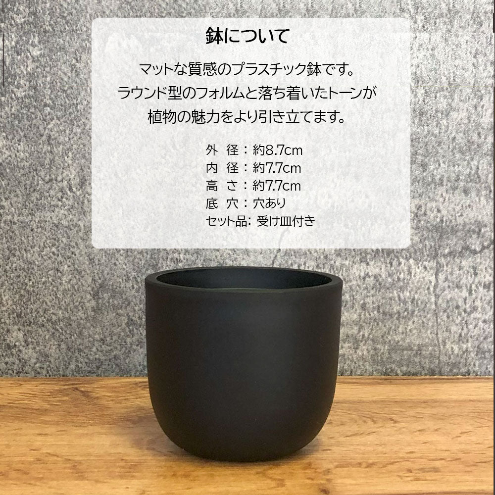 宝石のような観葉植物のお店 【Jewelry Plant】 セダム 3号 宝石のような観葉植物のお店 【Jewelry Plant】 セダム 3号