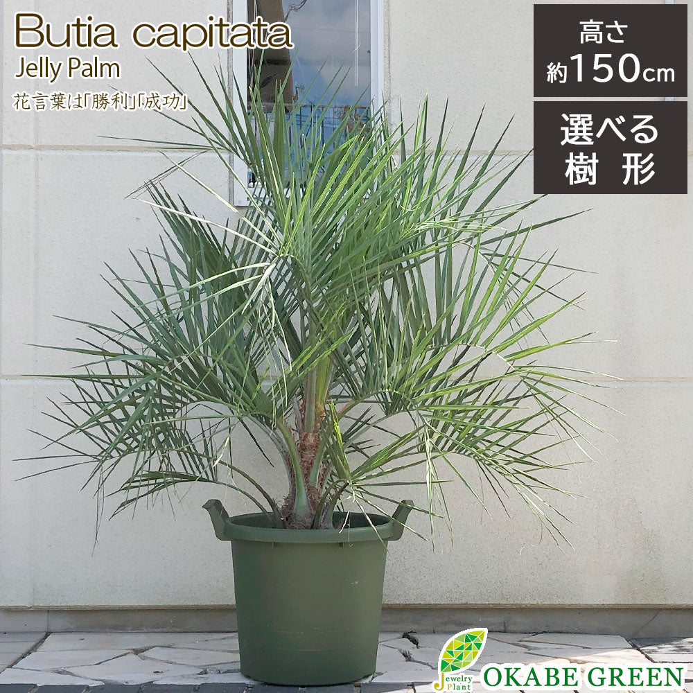 宝石のような観葉植物のお店 【Jewelry Plant】 ココスヤシ 選べる樹形 