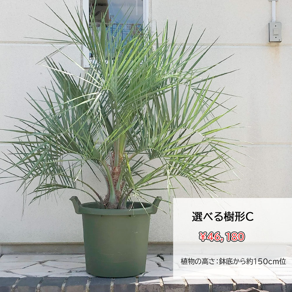 宝石のような観葉植物のお店 【Jewelry Plant】 ココスヤシ 選べる樹形 10号 【現品】 黒プラスチック鉢 受皿付 大型 –  Jewelry Plant online