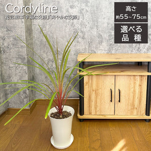 宝石のような観葉植物のお店 【Jewelry Plant】 コルジリネ