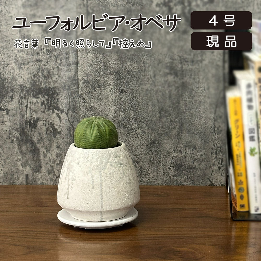 観葉植物 希少品種 ユーフォルビア オベサ 【現品】 レア 陶器鉢 送料