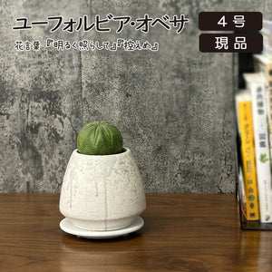 T*I様 B24018★ ユーフォルビア ホワイト オベサ ★ 鉢ごと発送！ 観葉植物 希少品種 ユーフォルビア オベサ 【現品】 レア 陶器鉢 送料