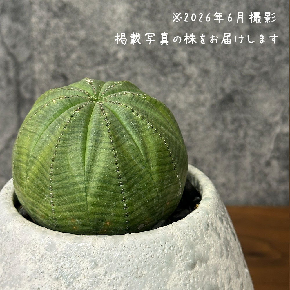 観葉植物 希少品種 ユーフォルビア オベサ 【現品】 レア 陶器鉢 送料別
