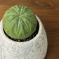 観葉植物 希少品種 ユーフォルビア オベサ 【現品】 レア 陶器鉢 送料別