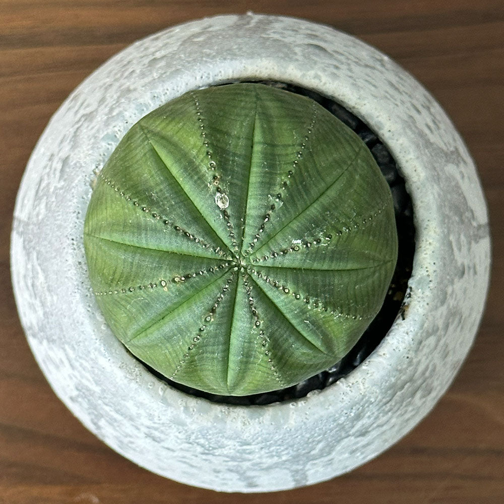 観葉植物 希少品種 ユーフォルビア オベサ 【現品】 レア 陶器鉢 送料
