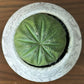 観葉植物 希少品種 ユーフォルビア オベサ 【現品】 レア 陶器鉢 送料別
