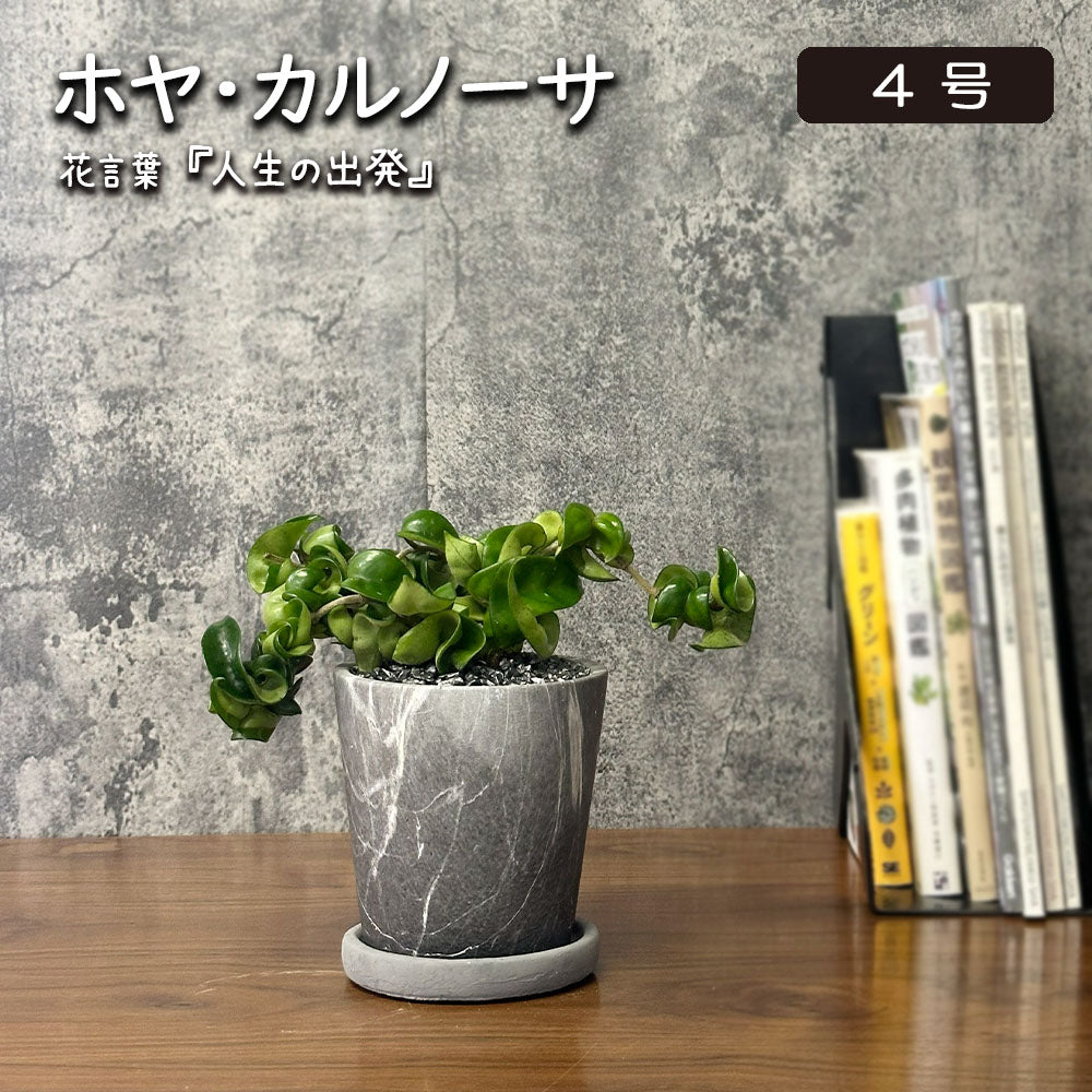 ホヤ カルノーサ サクララン 4号 グレーマーブル陶器鉢