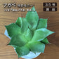 観葉植物 アガベ サロモニー 現品 3.5号 白プラスチック鉢 多肉植物 送料無料