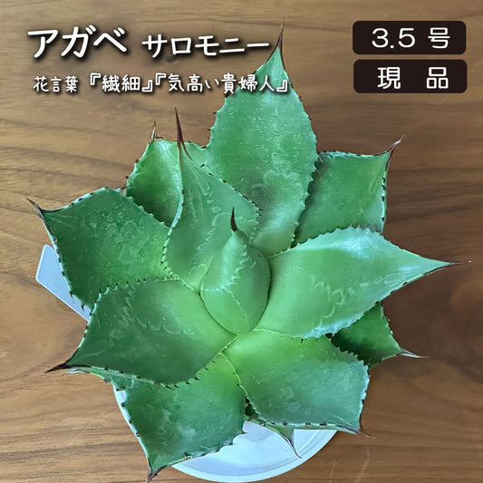観葉植物 アガベ サロモニー 現品 3.5号 白プラスチック鉢 多肉植物 送料無料