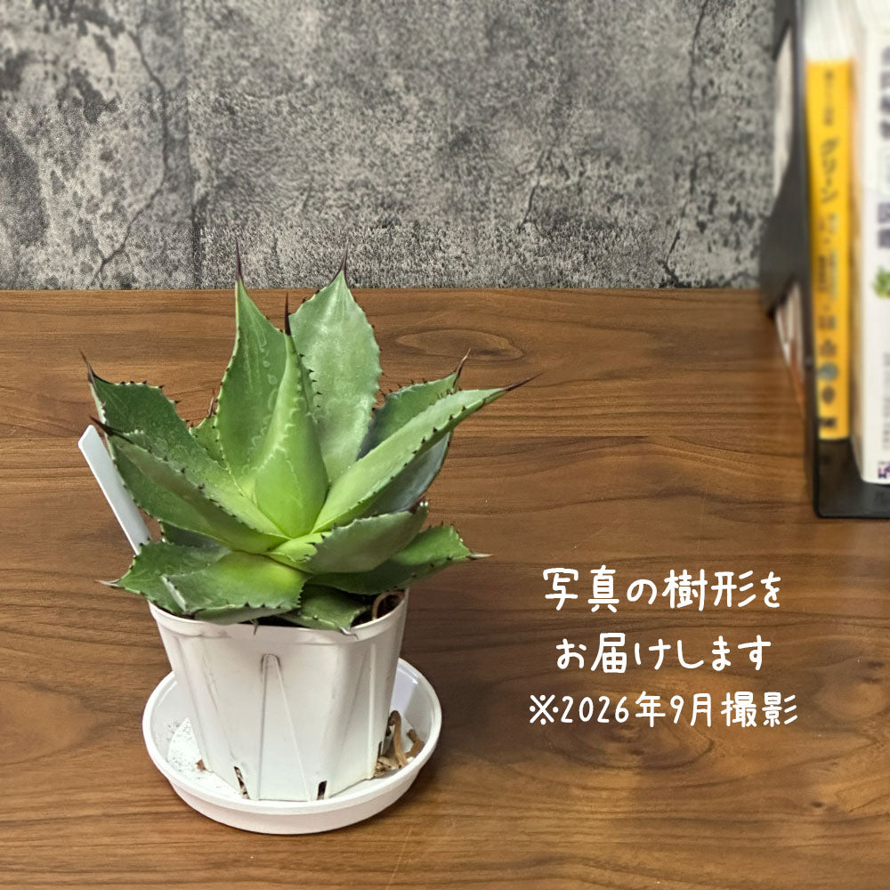 観葉植物 アガベ サロモニー 現品 3.5号 白プラスチック鉢 多肉植物 送料無料