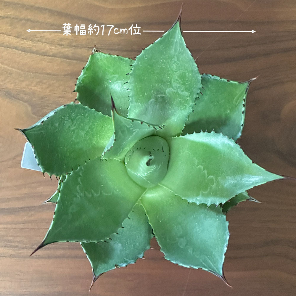 観葉植物 アガベ サロモニー 現品 3.5号 白プラスチック鉢 多肉植物 送料無料